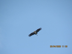 Leptoptilos javanicus