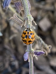 Harmonia axyridis