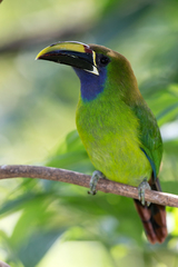Aulacorhynchus prasinus caeruleogularis