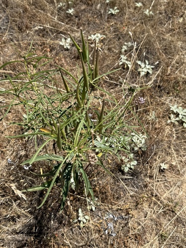 iNaturalist observation photo of narrowleaf milkweed