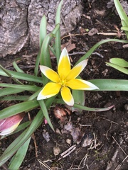 Tulipa urumiensis