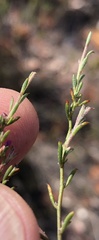 Muraltia dispersa