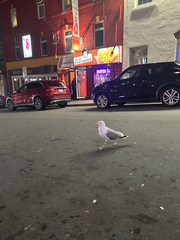 American Herring Gull