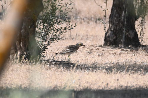 Eurasian Stone-curlew