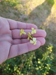 Bunias erucago