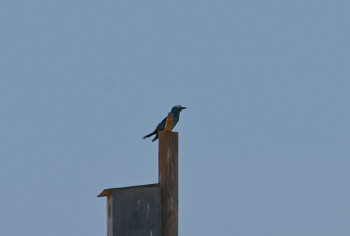 European Roller