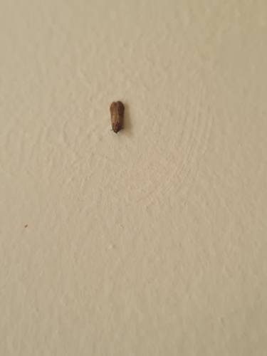 Indian-Meal Moth