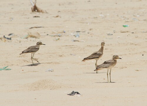 Senegal Thick-knee