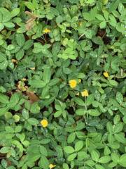 Arachis glabrata