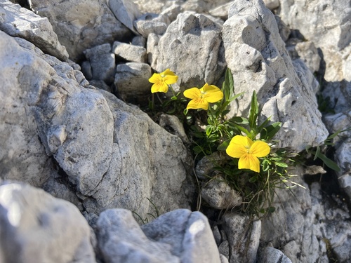 Viola calcarata, photograph 3