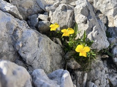 Viola calcarata, photograph author not stated, no rights reserved