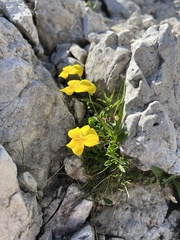 Viola calcarata, photograph author not stated, no rights reserved