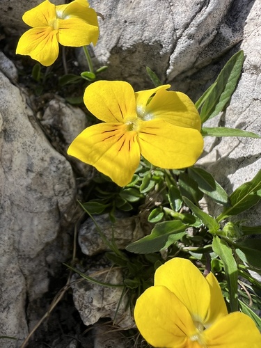 Viola calcarata, photograph 5
