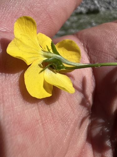 Viola calcarata, photograph 6