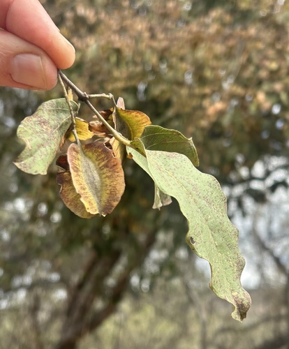 red bushwillow