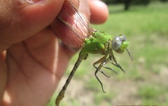 Erpetogomphus