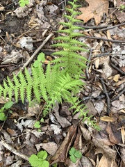 Dennstaedtia punctilobula