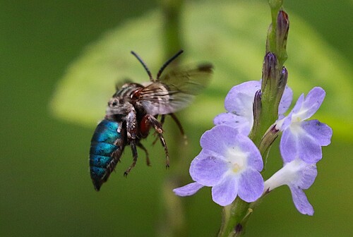 Mesoplia regalis