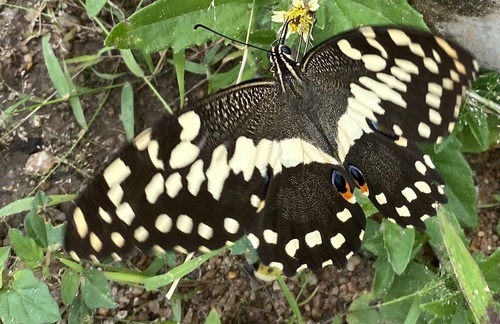 Citrus Swallowtail