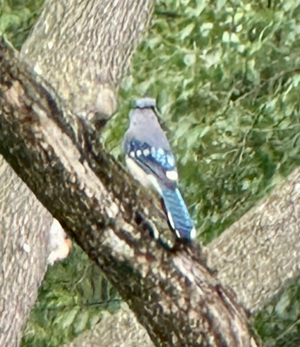 Blue Jay