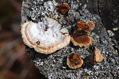 Gloeophyllum protractum