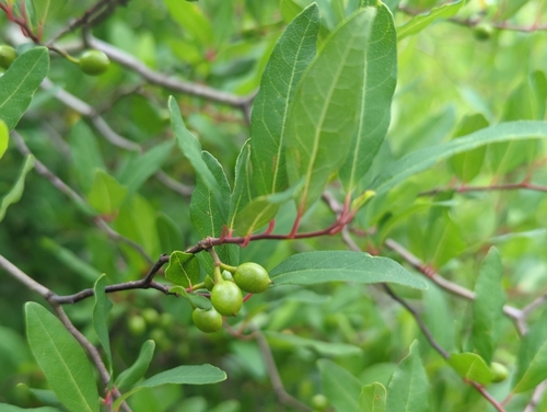 Litsea aestivalis