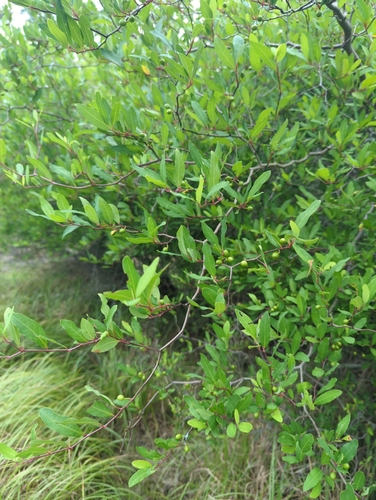 Litsea aestivalis, photograph 1