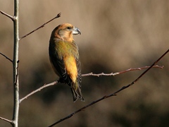 Loxia pytyopsittacus