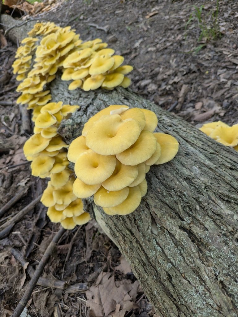 Golden Oyster Mushroom · June 2026 · photo: Photo: no rights reserved · iNaturalist