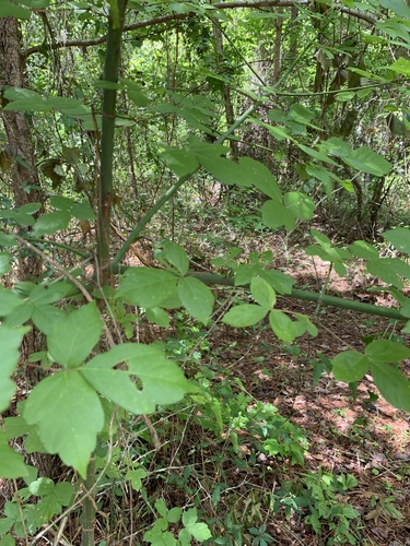 Acer negundo image