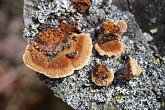 Gloeophyllum protractum