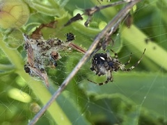 Araneinae