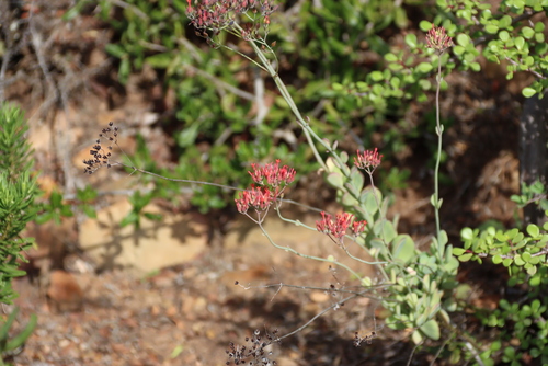 Kalanchoe rotundifolia, photograph 4