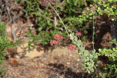 Kalanchoe rotundifolia, photograph (c) Tony Rebelo, some rights reserved (CC BY-SA)