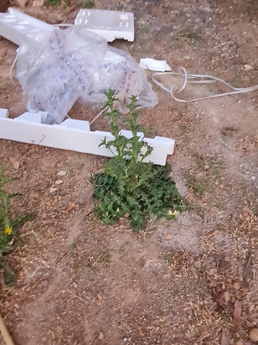 common golden thistle
