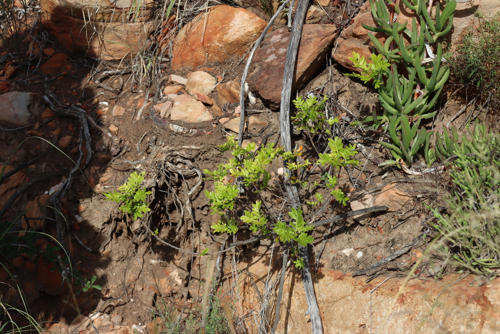 Hippobromus pauciflorus; photograph (c) Tony Rebelo, some rights reserved (CC BY-SA)