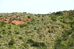 Encephalartos lehmannii, photograph (c) Tony Rebelo, some rights reserved (CC BY-SA)