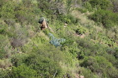Encephalartos lehmannii, photograph (c) Tony Rebelo, some rights reserved (CC BY-SA)