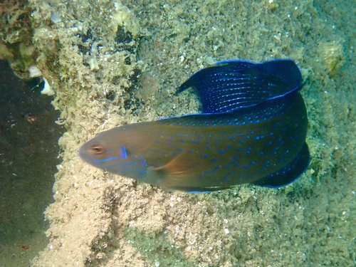 Pseudochromis persicus observed 2025-11-21