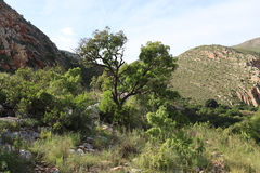 Loxostylis alata, photograph (c) Tony Rebelo, some rights reserved (CC BY-SA)