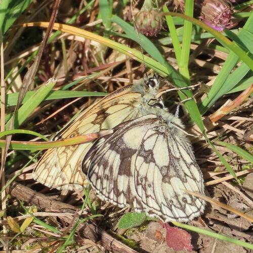 Marbled white