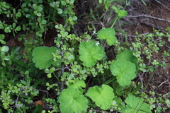 Pelargonium odoratissimum, photograph (c) Tony Rebelo, some rights reserved (CC BY-SA)