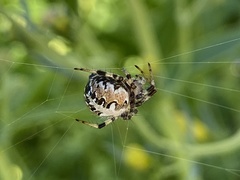 Araneinae