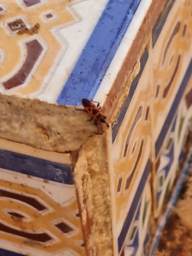 Mediterranean red bug