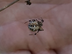 Araneinae