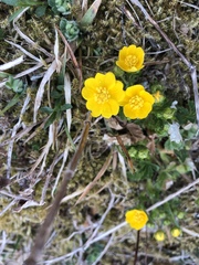 Potentilla crantzii