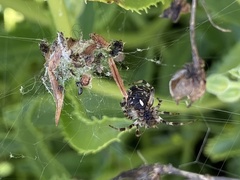 Araneinae
