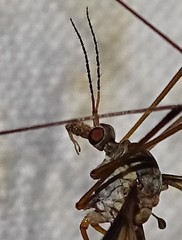 Tipula marginella