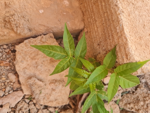 tree-of-heaven
