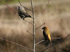 Loxia pytyopsittacus
